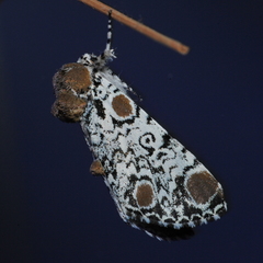 Harrisimemna trisignata