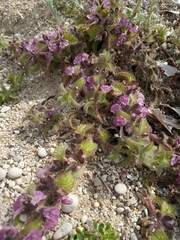 Sideritis romana purpurea