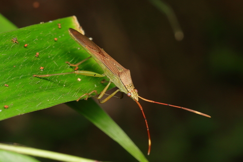 Stiroptus lineaticornis