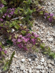 Sideritis romana purpurea