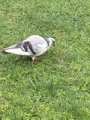 Columba livia domestica