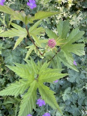 Filipendula rubra