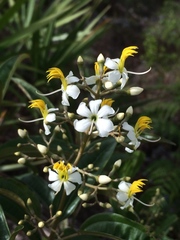 Miconia bicolor