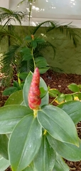 Costus woodsonii