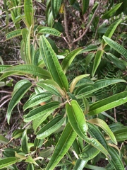Miconia bicolor