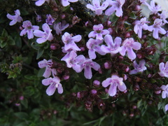 (c) anasacuta, some rights reserved (CC BY) Thymus herba-barona, photograph (c) anasacuta, some rights reserved (CC BY)