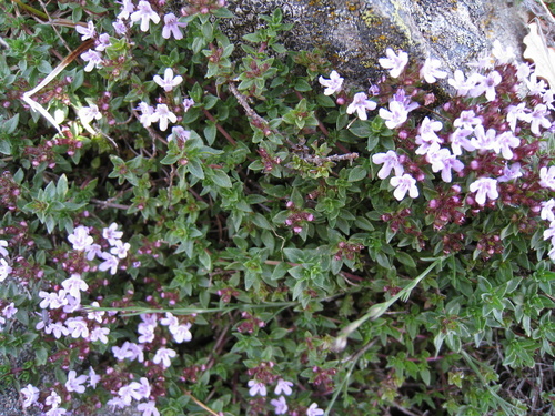 Thymus herba-barona (Thymus herba-barona)
