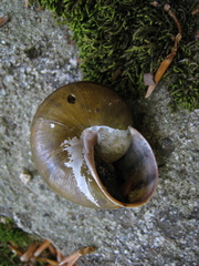 Tacheocampylaea raspailii
