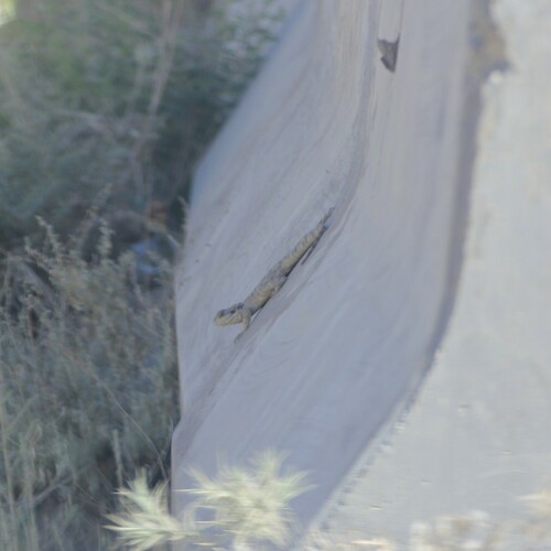 Egyptian Rock Agama