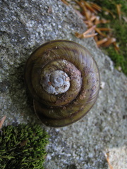 Tacheocampylaea raspailii