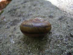 Tacheocampylaea raspailii