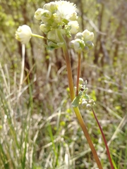 Thalictrum petaloideum