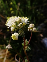 Thalictrum petaloideum