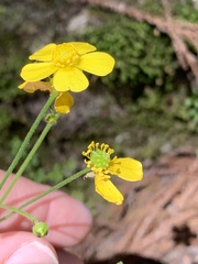 Ranunculus japonicus, photograph Guy Taseski, CC BY, iNaturalist via GBIF