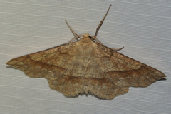 Euchlaena marginaria