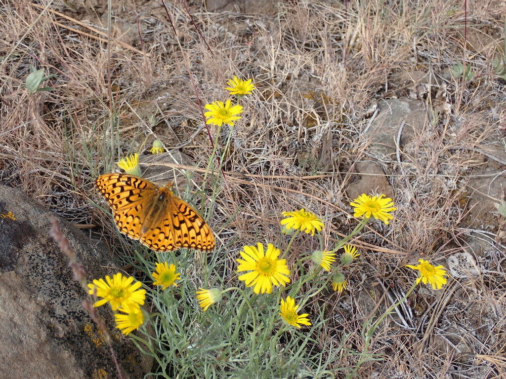 Desert Yellow Fleabane from Yakima County, WA, USA on June 1, 2024 at ...