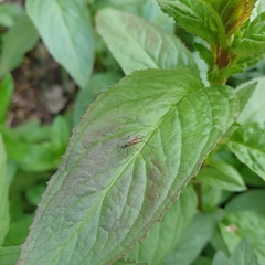 Micropeza corrigiolata