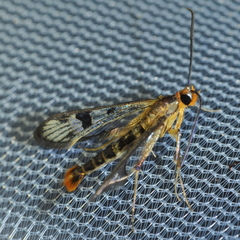 Synanthedon acerni