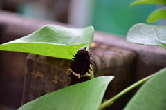 Troidini