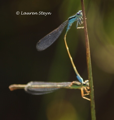Pseudagrion coeleste