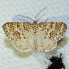 Eufidonia convergaria