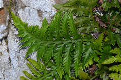 Asplenium appendiculatum maritimum