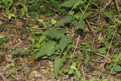 Gonolobinae