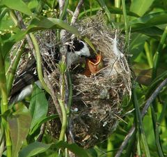 Fluvicola albiventer