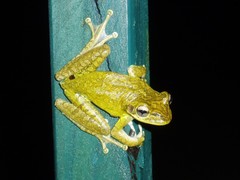 Osteopilus septentrionalis