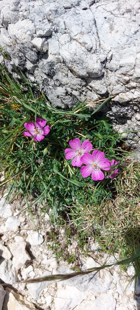 Geranium austroapenninum (Geranium austroapenninum)