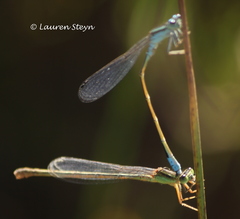 Pseudagrion coeleste