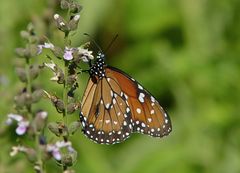 Danaus eresimus plexaure