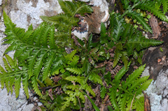 Asplenium appendiculatum maritimum
