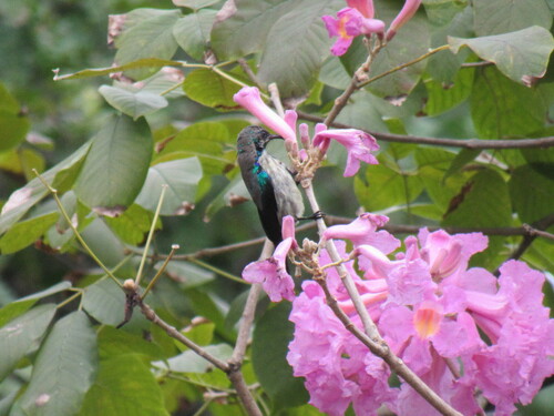 Purple-banded Sunbird (Cinnyris bifasciatus), photo 3