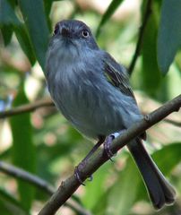 Hemitriccus margaritaceiventer