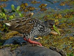 Pardirallus maculatus