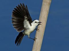 Fluvicola albiventer