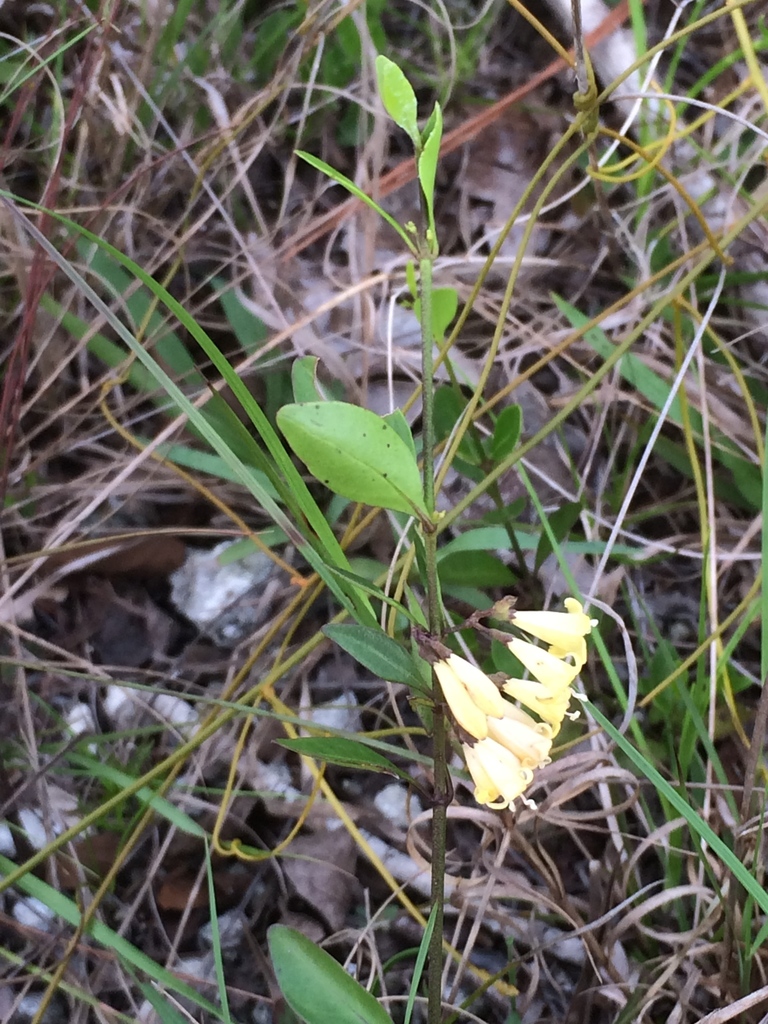 Pineland Milkberry
