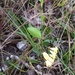 Chiococca parvifolia - Photo (c) Lydia Cuni, algunos derechos reservados (CC BY-NC-ND), uploaded by Lydia Cuni
