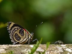 Catagramma pygas thamyras