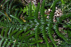 Asplenium appendiculatum maritimum