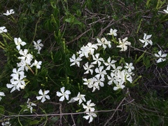 Echites umbellatus