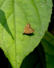 Choreutis orthogona
