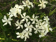 Echites umbellatus
