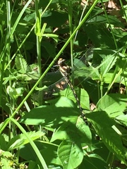 Cordulegaster obliqua