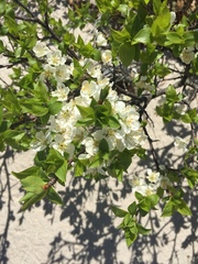 Prunus maritima