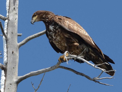 iNaturalist observation photo of Bald Eagle