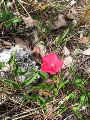 Ipomoea microdactyla
