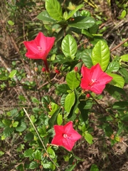 Ipomoea microdactyla