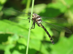 Cordulegaster obliqua